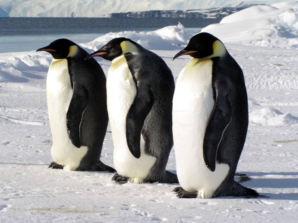 emperor-penguins-1-1024x768.jpg